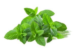 sirop de menthe concentré