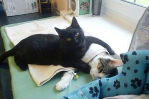 le chat infirmier