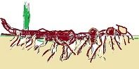 Texte Le rhizome est une tige (quelques éléments de définition)