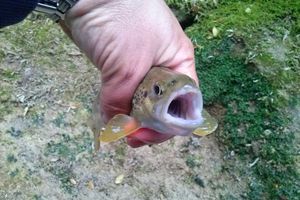 Le tocqueur et la rivière