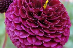 Dahlias