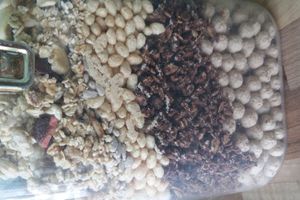 Muesli