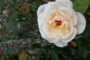 Yellow Changelling