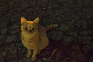 TIGROU - chat PERDU à GOSIER (Riviéra)