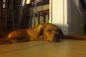 CHIEN RETROUVE UNE SEMAINE APRES A ST FRANCOIS RAISINS CLAIRS