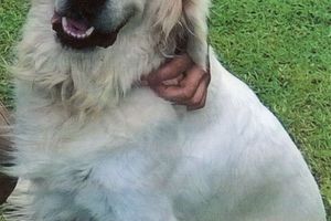 RETROUVE grâce à sa puce électronique - Golden retriever