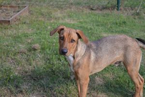 FILOU - adopté chiot à 3 mois