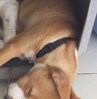 LILOU - disparue le 26 février à GOYAVE avec son frère JACK