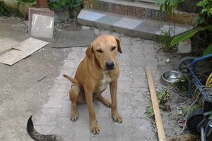 PONGUO - chien mâle - 1 an - adopté et heureux !