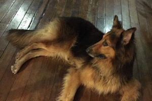 AIDEZ-NOUS A RETROUVER CE MAGNIFIQUE BERGER CROISE COOLIE DE 9 ANS - perdu à POUCET - GOSIER le 16/06/2015
