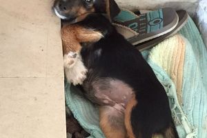PERDUE A DUPUY BAIE MAHAULT le 27 juillet 2015 - Chiot femelle - 6 mois - identifiée -
