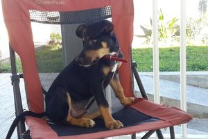 OCTAVE s'appelle LUCKY - chiot croisé beauceron - 3 mois - adopté
