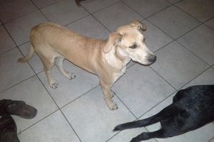 LARRY et LATANA - adoptés à 2 mois