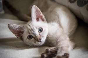 MALANGA - chaton femelle siamois - adopté