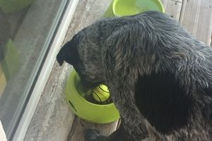 NESTOR - croisé braque - 4 ans - adopté