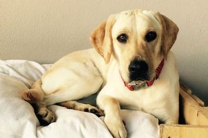 AIDEZ NOUS A LA RETROUVER à JUSTON PETIT BOURG - AVIS DE RECHERCHE MIA Labrador Sable - contact 0690 597 472