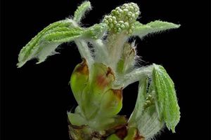 Crecimiento de las plantas en cámara lenta.