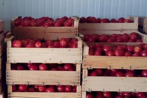 Belles tomates !