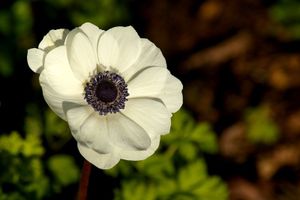 STANCE - A Madame la duchesse de Choiseul