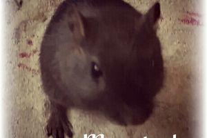 Ma Moush