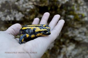 Salamandra Abracadabra!