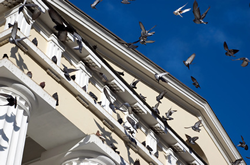 LES PIGEONS ET LES NUISANCES
