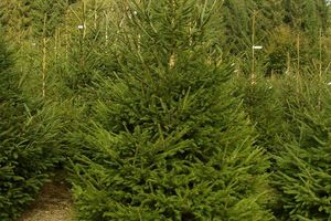 VENTES DE SAPINS par le Sou des Ecoles