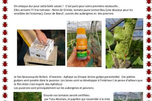Feuille de chou du 1er juin
