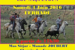 La Traditionnelle Ferrade du Club Taurin Lou Saquetoun