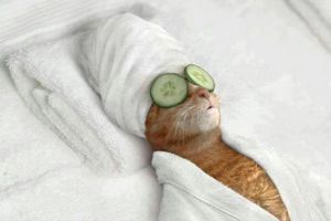 Manucure, pédicure, nail art,soins, quand les chats nous en mettent pleins la vue. Nos amis les bêtes.
