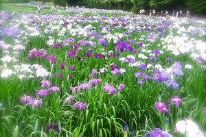 Fin mai-juin : Romantique saison des iris!