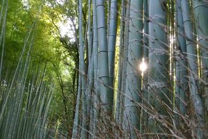 Kyôto : Arashiyama : Le Pont que Traverse la Lune et la forêt de bambous de Sagano
