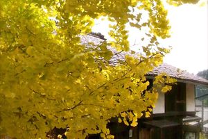Automne : Le jaune-or des ginkgos