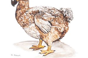 Le dodo lé la ?