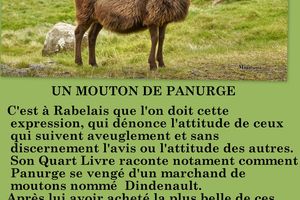 Expressions inspirées par des animaux.