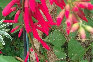 Le jardin Le Clos fleuri en août ......