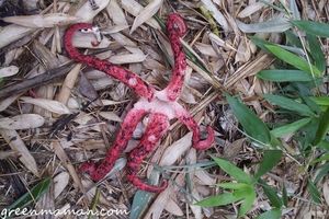 Champignon pieuvre rouge d'Australie vu à Disney Land Paris