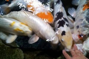 Le bassin des caresses