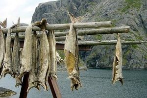 Le cabillaud pour bébé (ou morue pour le reste de la famille ) comment le cuisiner, le conserver...