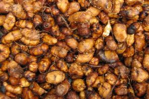 Nu3 produits bio, supers promos + découverte des amandes de terre
