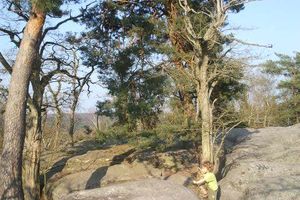 la sylvothérapie : au pied de mon arbre...
