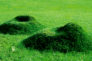 L'herbe magique elle pousse partout! sur un chauve,un fauteuil...
