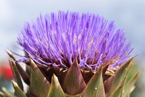 De la difficulté de photographier un artichaut en inflorescence.