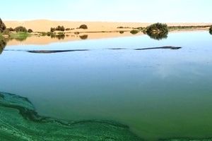 Comment différencier la spiruline alicament de la spiruline toxique