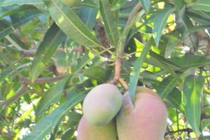Fruits de Saison