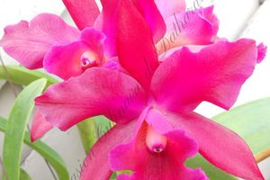 Le temps d'une saison : le cattleya