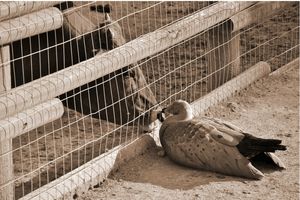 Chroniques enfantines pour parents vegan : les animaux "mignons"... et les autres