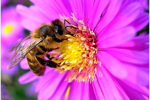 Électrohypersensibles, sentinelles environnementales
