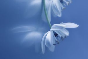 Blues