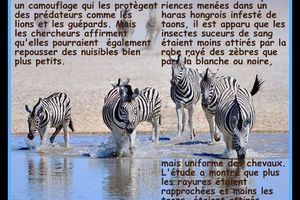LE ZÈBRE -